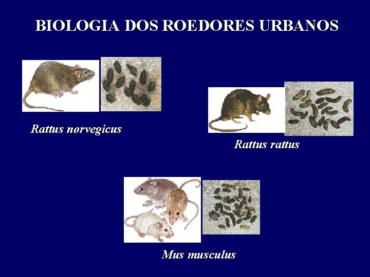 BIOLOGIA DOS ROEDORES URBANOS Rattus norvegicus Rattus rattus Mus musculus 