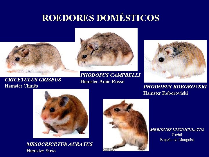 ROEDORES DOMÉSTICOS CRICETULUS GRISEUS Hamster Chinês PHODOPUS CAMPBELLI Hamster Anão Russo MESOCRICETUS AURATUS Hamster