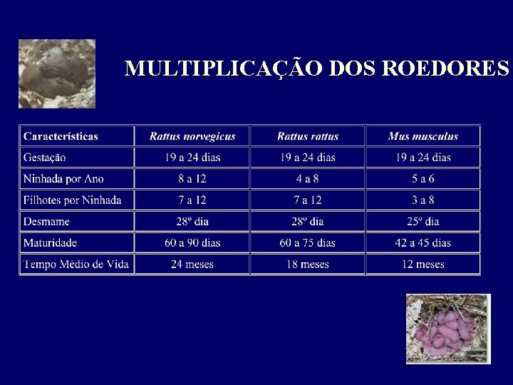 MULTIPLICAÇÃO DOS ROEDORES 