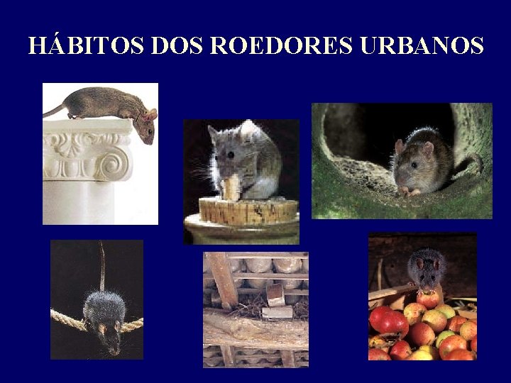 HÁBITOS DOS ROEDORES URBANOS 