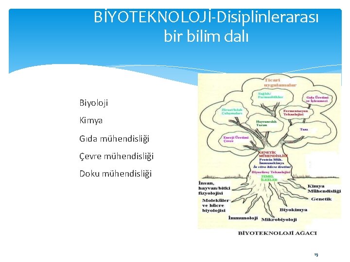 BİYOTEKNOLOJİ-Disiplinlerarası bir bilim dalı Biyoloji Kimya Gıda mühendisliği Çevre mühendisliği Doku mühendisliği 19 