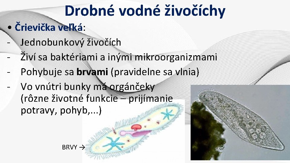 Drobné vodné živočíchy • Črievička veľká: - Jednobunkový živočích - Živí sa baktériami a