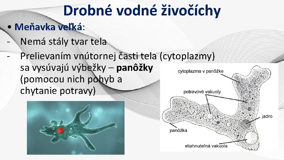 Drobné vodné živočíchy • Meňavka veľká: - Nemá stály tvar tela - Prelievaním vnútornej