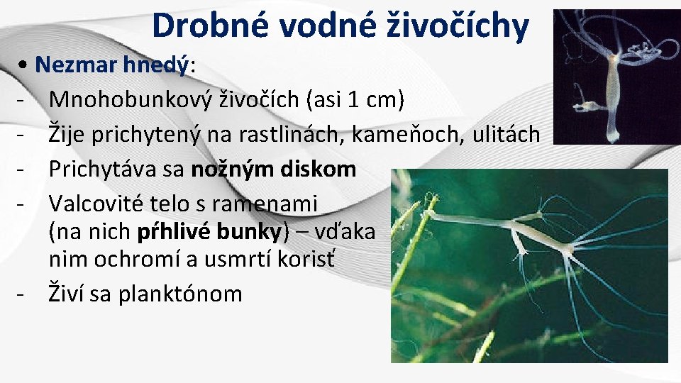 Drobné vodné živočíchy • Nezmar hnedý: - Mnohobunkový živočích (asi 1 cm) - Žije