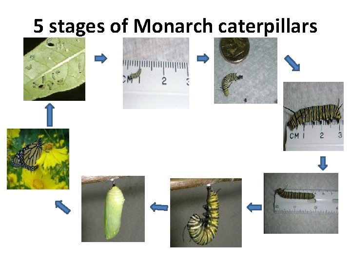 5 stages of Monarch caterpillars 
