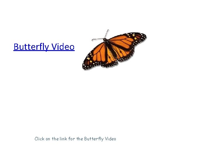Butterfly Video Click on the link for the Butterfly Video 