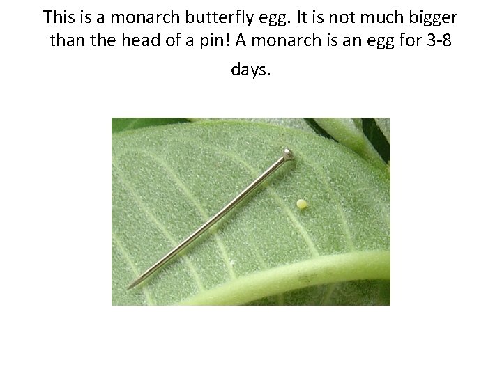 This is a monarch butterfly egg. It is not much bigger than the head