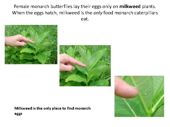 Female monarch butterflies lay their eggs only on milkweed plants. When the eggs hatch,