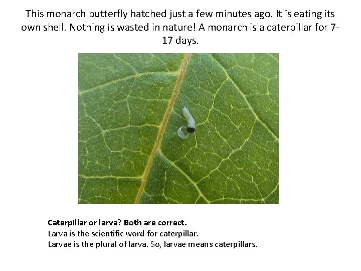 This monarch butterfly hatched just a few minutes ago. It is eating its own