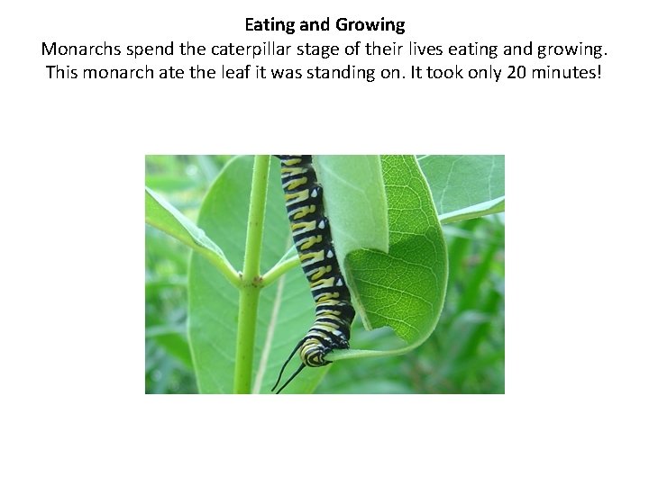 Eating and Growing Monarchs spend the caterpillar stage of their lives eating and growing.