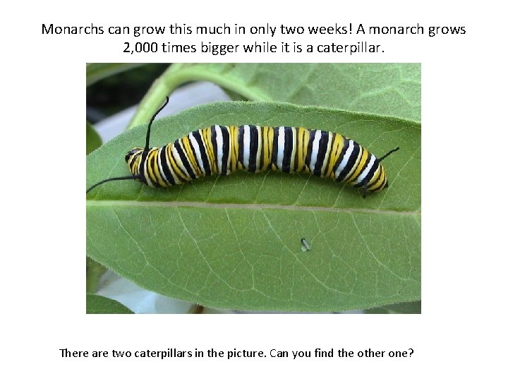 Monarchs can grow this much in only two weeks! A monarch grows 2, 000