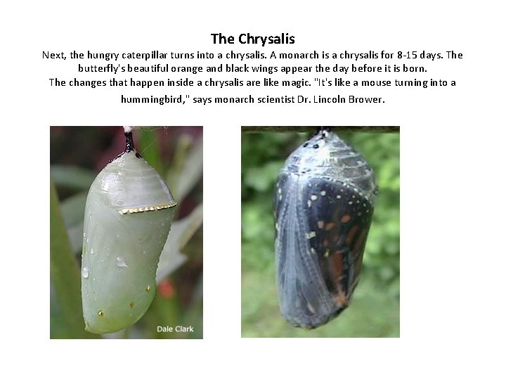 The Chrysalis Next, the hungry caterpillar turns into a chrysalis. A monarch is a