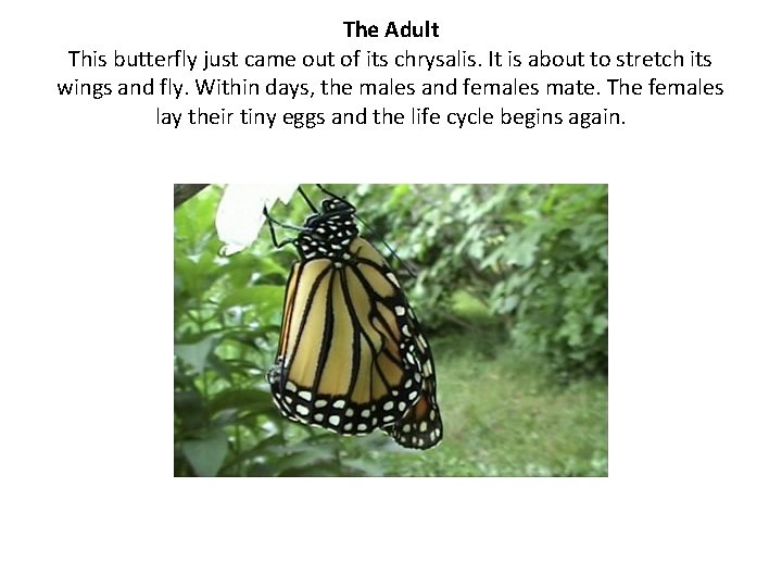 The Adult This butterfly just came out of its chrysalis. It is about to