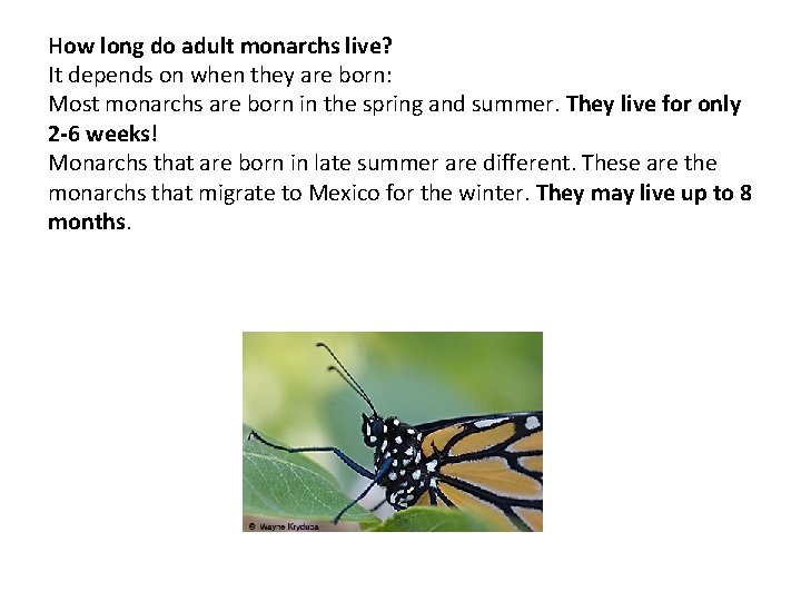 How long do adult monarchs live? It depends on when they are born: Most