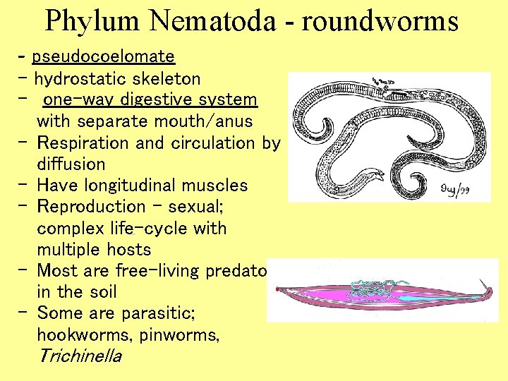 Phylum Nematoda - roundworms - pseudocoelomate - hydrostatic skeleton - one-way digestive system with