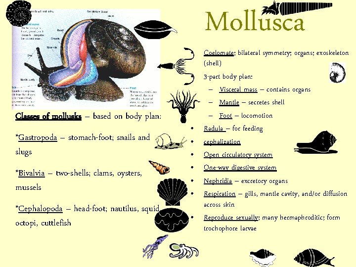 Mollusca Classes of mollusks – based on body plan: *Gastropoda – stomach-foot; snails and