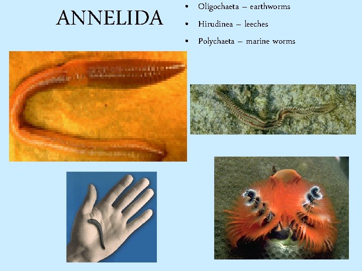 ANNELIDA • Oligochaeta – earthworms • Hirudinea – leeches • Polychaeta – marine worms