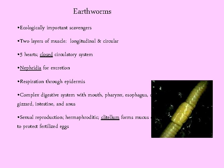 Earthworms • Ecologically important scavengers • Two layers of muscle: longitudinal & circular •