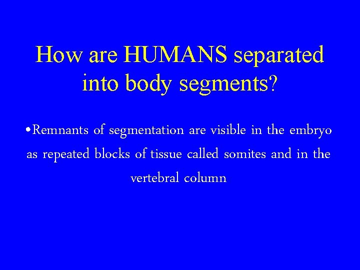 How are HUMANS separated into body segments? • Remnants of segmentation are visible in