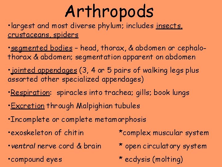 Arthropods • largest and most diverse phylum; includes insects, crustaceans, spiders • segmented bodies