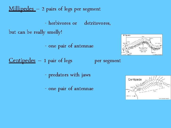 Millipedes – 2 pairs of legs per segment - herbivores or detritovores, but can