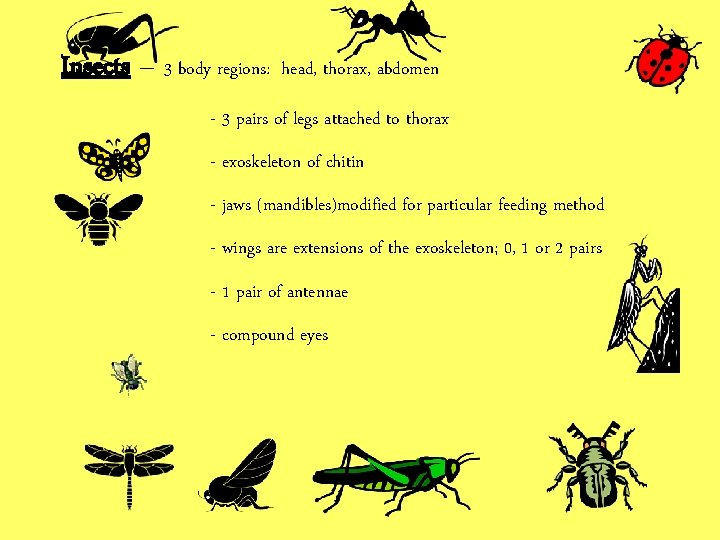 Insects – 3 body regions: head, thorax, abdomen - 3 pairs of legs attached