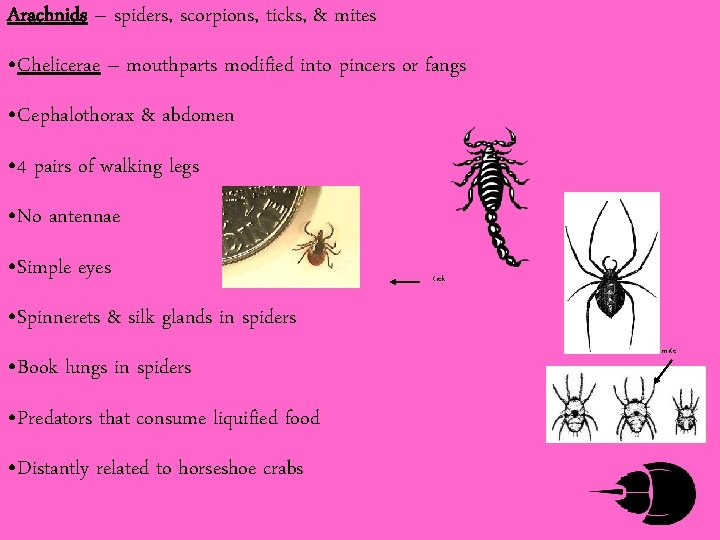 Arachnids – spiders, scorpions, ticks, & mites • Chelicerae – mouthparts modified into pincers