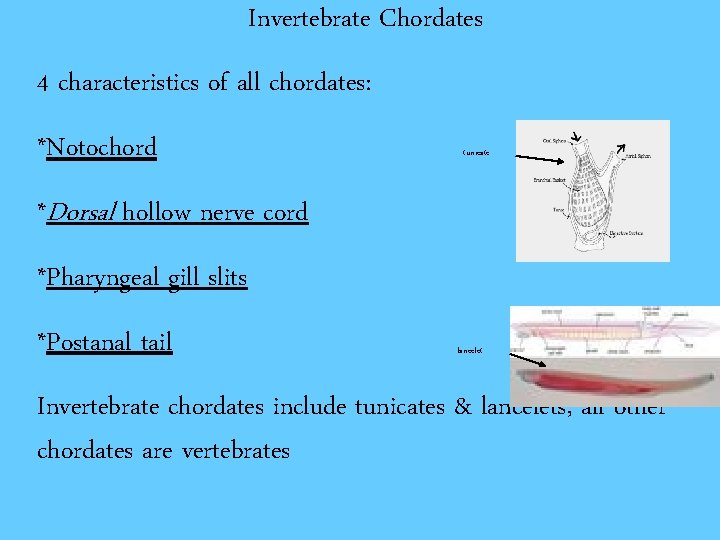 Invertebrate Chordates 4 characteristics of all chordates: *Notochord tunicate *Dorsal hollow nerve cord *Pharyngeal