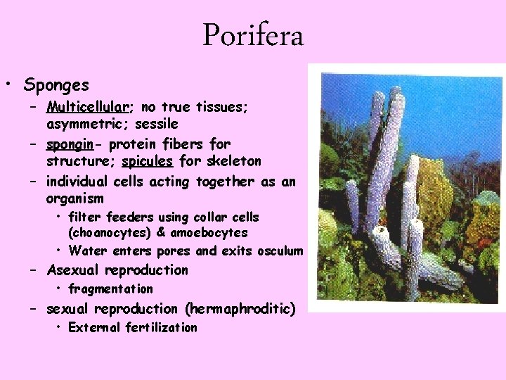  • Sponges Porifera – Multicellular; no true tissues; asymmetric; sessile – spongin- protein