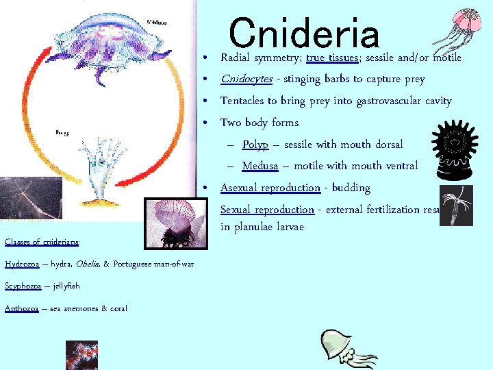  • • Classes of cniderians: Hydrozoa – hydra, Obelia, & Portuguese man-of-war Scyphozoa