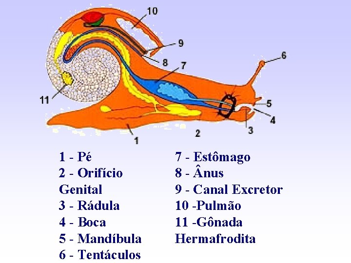 1 - Pé 2 - Orifício Genital 3 - Rádula 4 - Boca 5