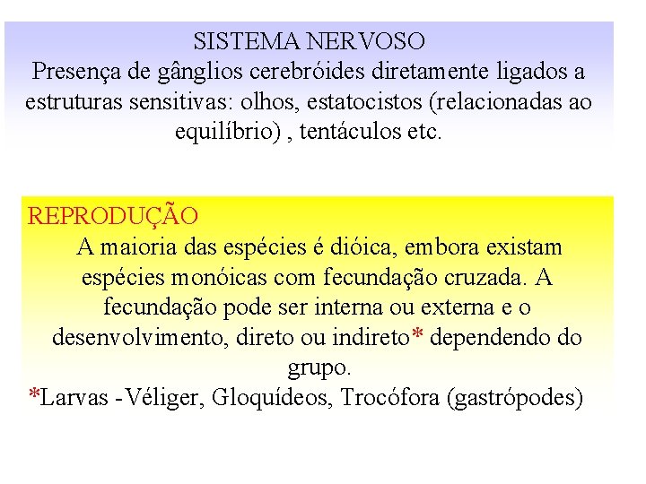 SISTEMA NERVOSO Presença de gânglios cerebróides diretamente ligados a estruturas sensitivas: olhos, estatocistos (relacionadas