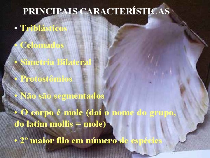 PRINCIPAIS CARACTERÍSTICAS • Triblásticos • Celomados • Simetria Bilateral • Protostômios • Não segmentados