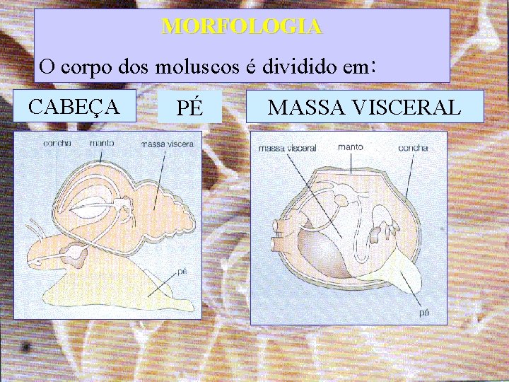 MORFOLOGIA O corpo dos moluscos é dividido em: CABEÇA PÉ MASSA VISCERAL 