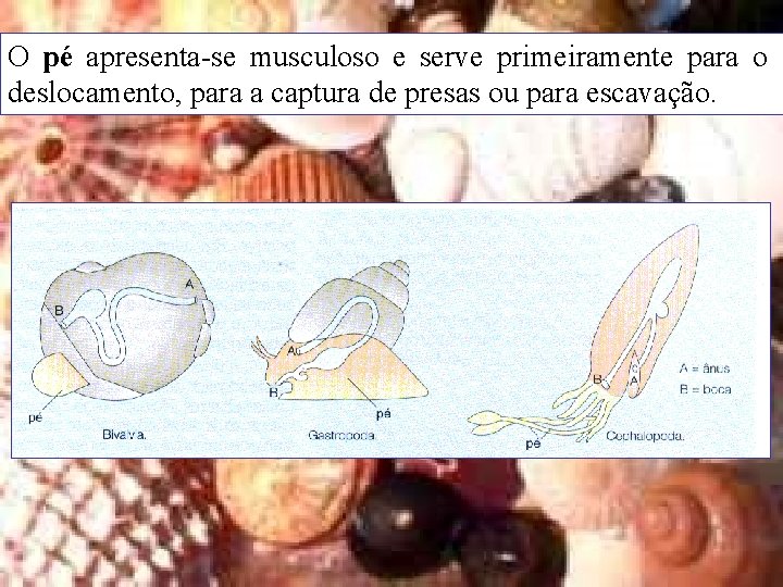 O pé apresenta-se musculoso e serve primeiramente para o deslocamento, para a captura de