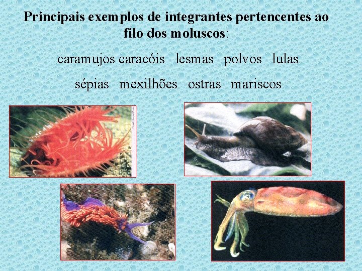 Principais exemplos de integrantes pertencentes ao filo dos moluscos: caramujos caracóis lesmas polvos lulas