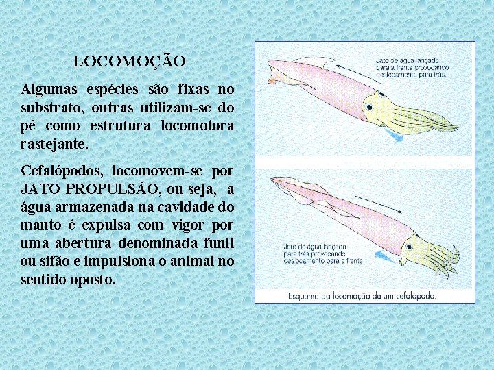 LOCOMOÇÃO Algumas espécies são fixas no substrato, outras utilizam-se do pé como estrutura locomotora