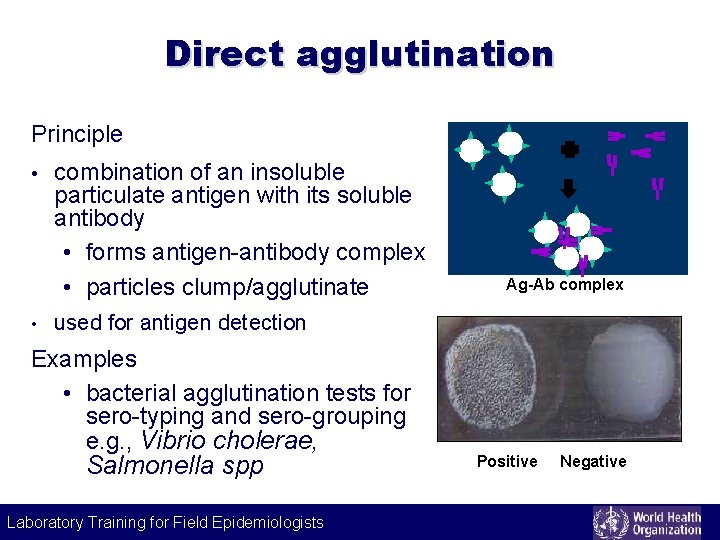 Direct agglutination Principle • • combination of an insoluble particulate antigen with its soluble