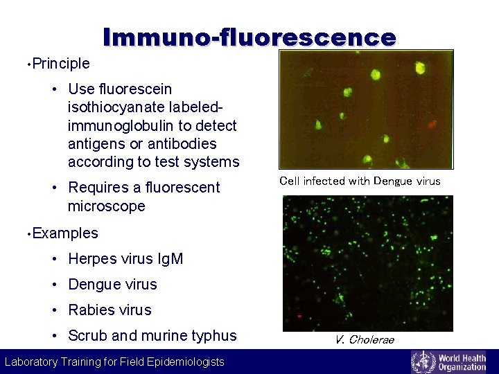 Labeling technique Immuno-fluorescence • Principle • Use fluorescein isothiocyanate labeledimmunoglobulin to detect antigens or