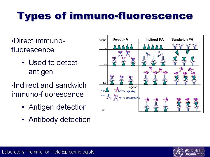 Labeling technique Types of immuno-fluorescence • Direct immunofluorescence • Used to detect antigen •