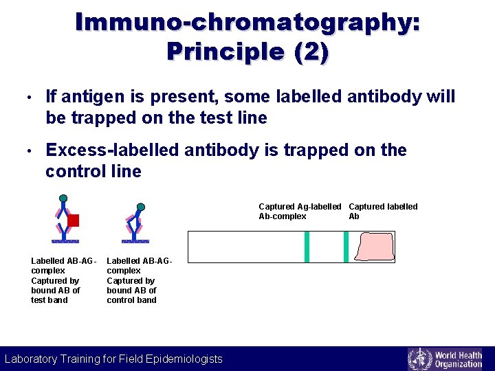 Immuno-chromatography: Principle (2) • If antigen is present, some labelled antibody will be trapped