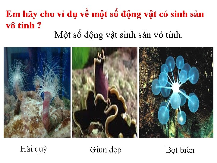 Em hãy cho ví dụ về một số động vật có sinh sản vô