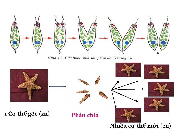 1 Cơ thể gốc (2 n) Phân chia Nhiều cơ thể mới (2 n)