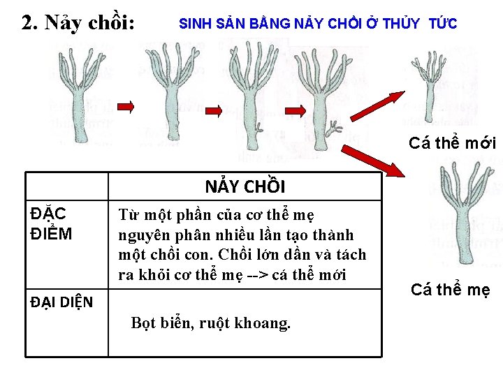 2. Nảy chồi: SINH SẢN BẰNG NẢY CHỒI Ở THỦY TỨC Cá thể mới