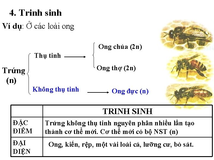 4. Trinh sinh Ví dụ: Ở các loài ong Ong chúa (2 n) Thụ