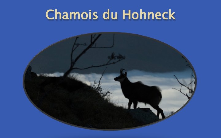Chamois du Hohneck 