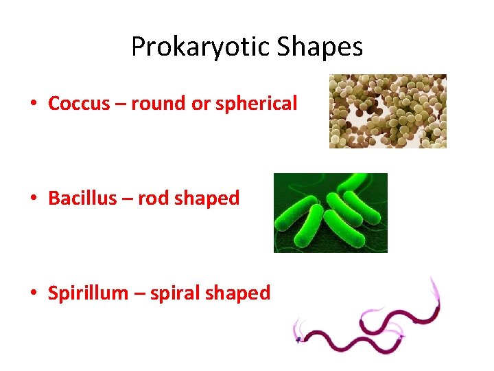 Prokaryotic Shapes • Coccus – round or spherical • Bacillus – rod shaped •
