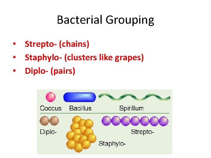 Bacterial Grouping • Strepto- (chains) • Staphylo- (clusters like grapes) • Diplo- (pairs) 