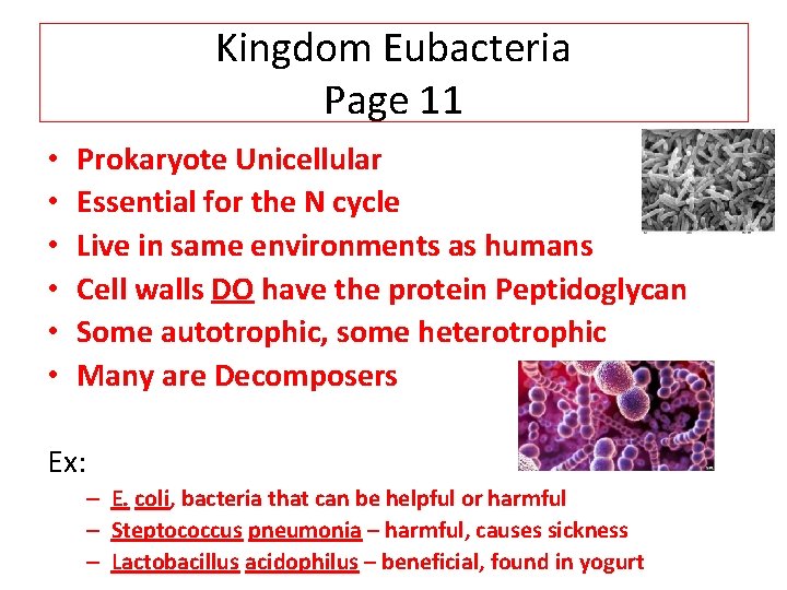 Kingdom Eubacteria Page 11 • • • Prokaryote Unicellular Essential for the N cycle