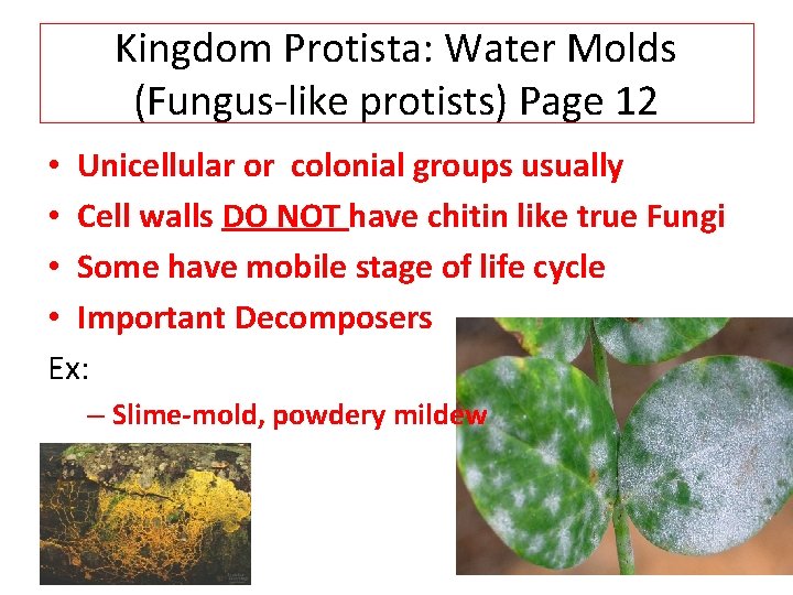 Kingdom Protista: Water Molds (Fungus-like protists) Page 12 • Unicellular or colonial groups usually